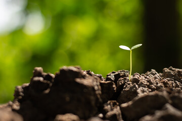 The seedlings are growing from dry soil.
