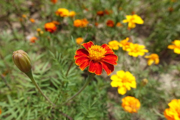 Common red and yellow flower of Tagetes patula in July