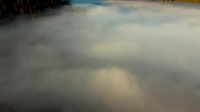 Shooting fog over the forest in the mountains. The sun's rays make their way