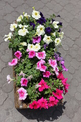 Magenta, pink, white and purple flowers of petunias in May