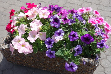 Multicolored flowers of petunias in late spring