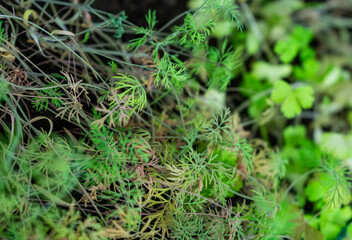 Dill greens, spring home greens, soft selective focus. the garden on the windowsill