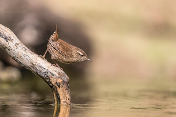 Ready to dive, portrait of Eurasian wren at sunrise (Troglodytes troglodytes)