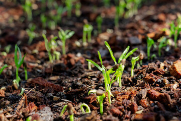 Planting seedling of morning glory grow in fertile soil in the vegetable garden. Green seedling from farm organic agriculture and health food concept.