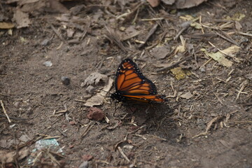 butterfly on the ground