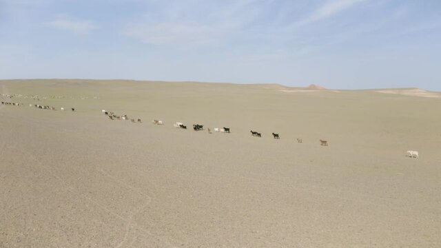 Drone footage of Sheep walking in a row living in Mongolia