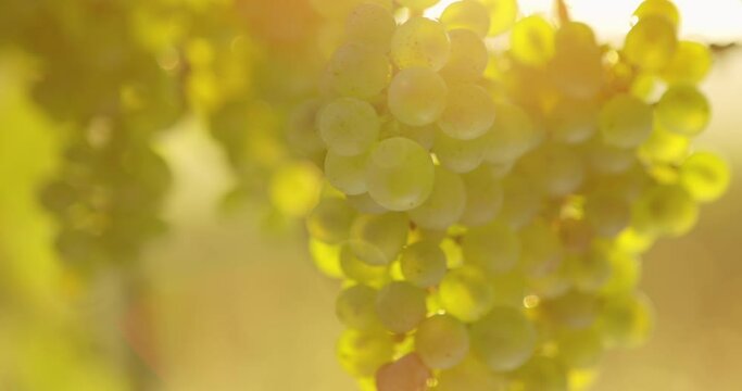 Ripe berries of yellow grapes in the sunlight hanging on the vineyard