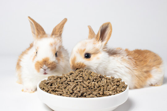 Two white little rabbits eat feed from a plate on a white background. Food for domestic and meat rabbits. Compound feed, pet shop