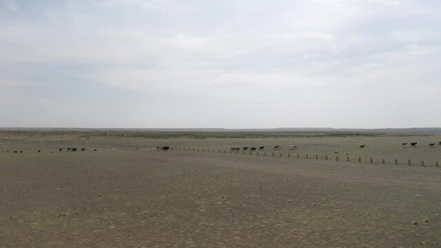 Drone footage of Sheep walking in a row living in Mongolia
