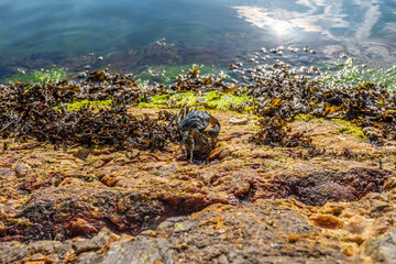 A crab finding its way over cliffs to the sea.