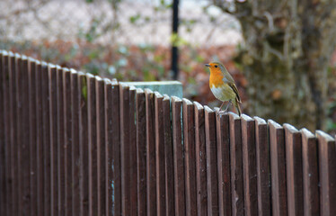 robin sitting on a garden fence
