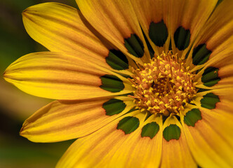 A yellow gazania flower in super macro shot