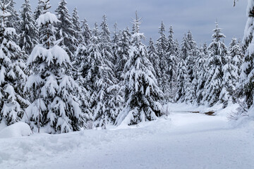 Tannen, Fichten mit Schnee bedeckter Landschaft