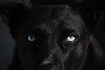black dog with blue eyes  - Powered by Adobe
