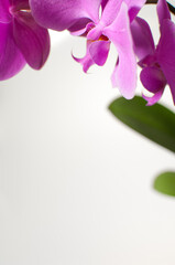 Blooming twig of pink orchid isolated on white background - obrazy, fototapety, plakaty