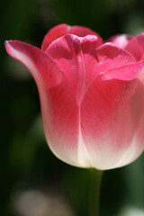 光っているチューリップの花