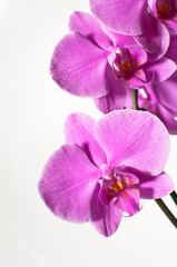Fototapeta na wymiar Blooming twig of pink orchid isolated on white background