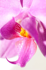 Fototapeta na wymiar Detail of a pink orchid blossom