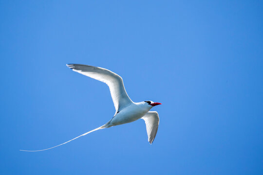 Adult red-billed tropicbird (Phaethon aethereus) in flight at nest site on Isla San Pedro Martir, Baja California, Mexico, North America