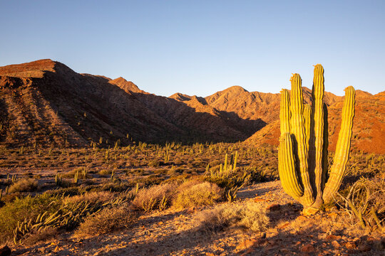 Mexican giant cardon cactus (Pachycereus pringlei), at sunrise on Isla San Esteban, Baja California, Mexico, North America