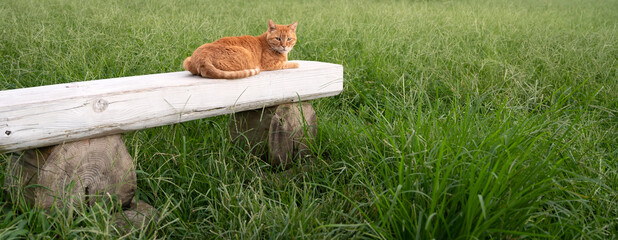 ベンチに座る猫
