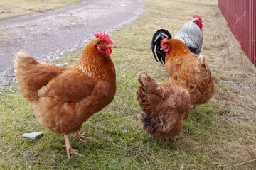 rooster and chickens on a spring pasture