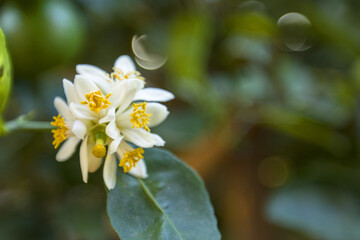 White lemon flowers on a tree blooming on a background of leaves and a blurred green effect. Close up.