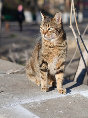 The street cat is basking in the sun. A yard, spotted cat.