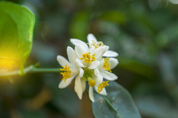 Fototapeta premium White lemon flowers on a tree blooming on a background of leaves and a blurred green effect. Close up.