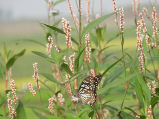 Beautiful butterfly on wildflower view. Macro close up view butterfly on soft green background. Elegant amazing rural artistic image.