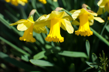Yellow daffodil flowers blooming in the spring