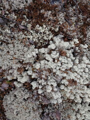 3 differrent Lichens, Cladia, Cladonia Stellaris, Cladonia rangiferna at Rondane National Park, Innlandet County, Norway.