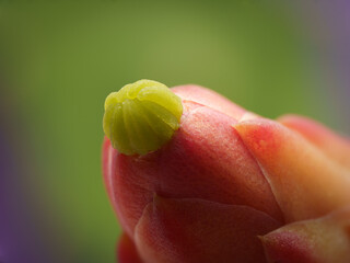 Opuntia cochenillifera