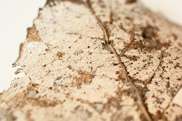 Abstract pattern of a leafs veins