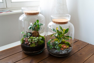 Small decoration plants in a glass bottle, garden terrarium bottle, forest in a jar. Terrarium jar with piece of forest with self ecosystem. Save the earth concept. Bonsai, set of terrariums, jars