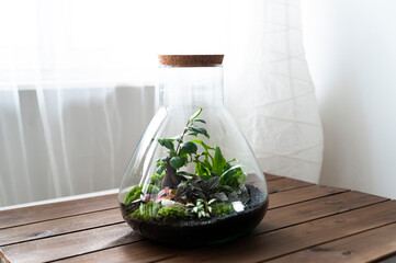 Small decoration plants in a glass bottle, garden terrarium bottle, forest in a jar. Terrarium jar with piece of forest with self ecosystem. Save the earth concept. Bonsai, set of terrariums, jars