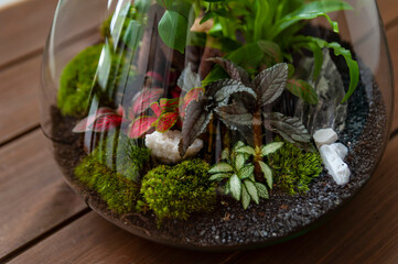 Small decoration plants in a glass bottle, garden terrarium bottle, forest in a jar. Terrarium jar...