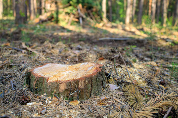 a pine stump remained after deforestation