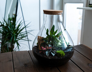 Small decoration plants in a glass bottle/garden terrarium bottle/ forest in a jar. Terrarium jar with piece of forest with self ecosystem. Save the earth concept. Bonsai, set of terrariums/ jars