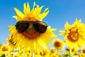 The field of blooming sunflowers with sunglasses on a sky blue background.