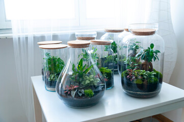 Small decoration plants in a glass bottle/garden terrarium bottle/ forest in a jar. Terrarium jar with piece of forest with self ecosystem. Save the earth concept. Bonsai, set of terrariums/ jars