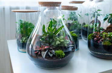 Small decoration plants in a glass bottle/garden terrarium bottle/ forest in a jar. Terrarium jar with piece of forest with self ecosystem. Save the earth concept. Bonsai, set of terrariums/ jars
