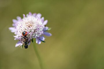 Spider vs bee over flower with blurred background