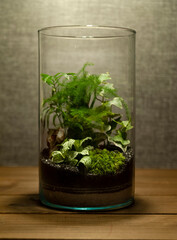 Small decoration plants in a glass bottle/garden terrarium bottle/ forest in a jar. Terrarium jar with piece of forest with self ecosystem. Save the earth concept. Bonsai, set of terrariums/ jars