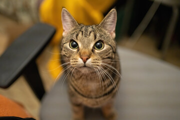 Beautiful tabby cat sitting on a chair