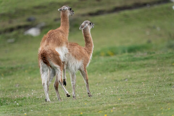 The guanaco (Lama guanicoe)