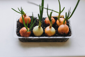 Chives sprout in earthen soil, in a plastic container on a white windowsill near the window. Plants grown at home.