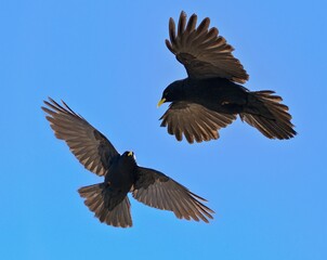 Obraz premium Alpine chough couple , Pyrrhocorax Graculus - Flying birds