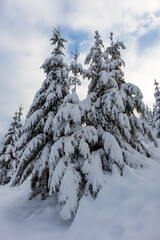 Tannen, Fichten mit Schnee vor blauem Himmel mit Wolken