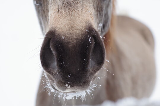 Portrait rapproché des naseaux d'un cheval